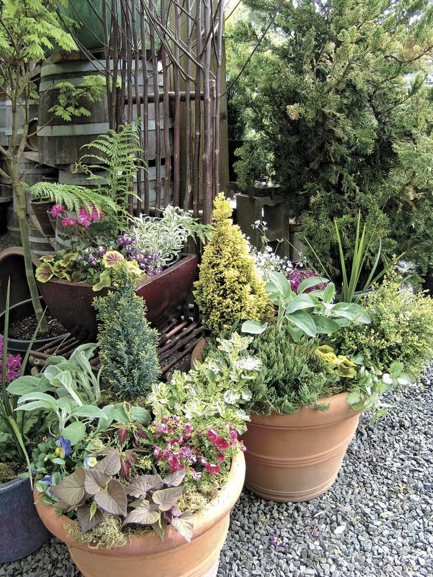 These container gardens are from Peg Tillery's yard last summer.