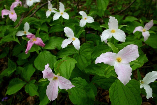 Weed Warriors will remove invasive plans at a work party this Sunday to help keep trillium flourishing in the Grand Forest.