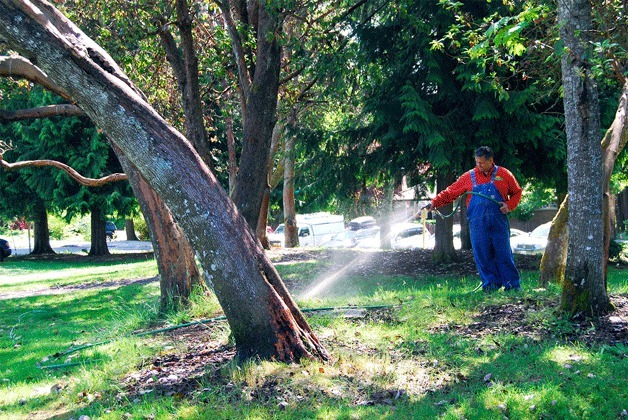 Nick Benovich of Port Orchard-based business The Lawn Jockey sprays a biological treatment on a grove of madronas outside the Bainbridge Island Waterfront Park Community Center.