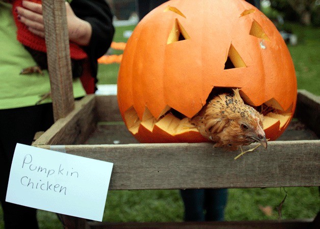 A chicken dressed as a jack o'lantern peeks out at the crowd during Poultry Pageant Chicken Costume Contest.