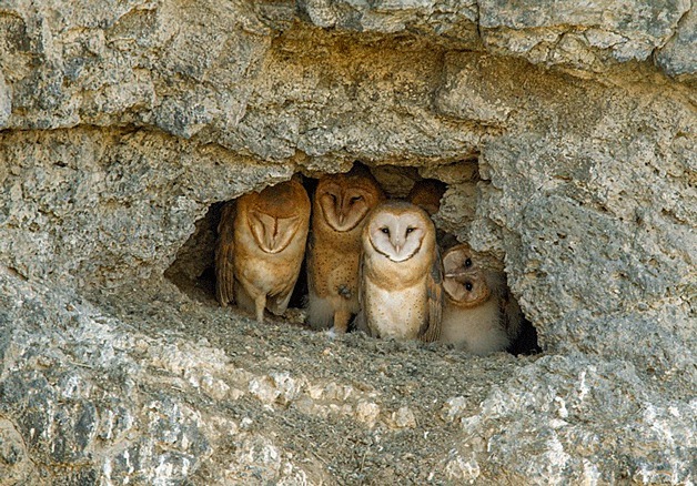 A family of Barn Owls peer from the entrance of their nest in a cliff-side cave.