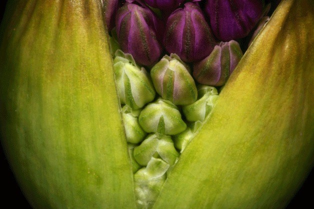 “Allium” by Anne Vekklyn. Vekklyn is the featured artist for July at the Bainbridge Public Library.