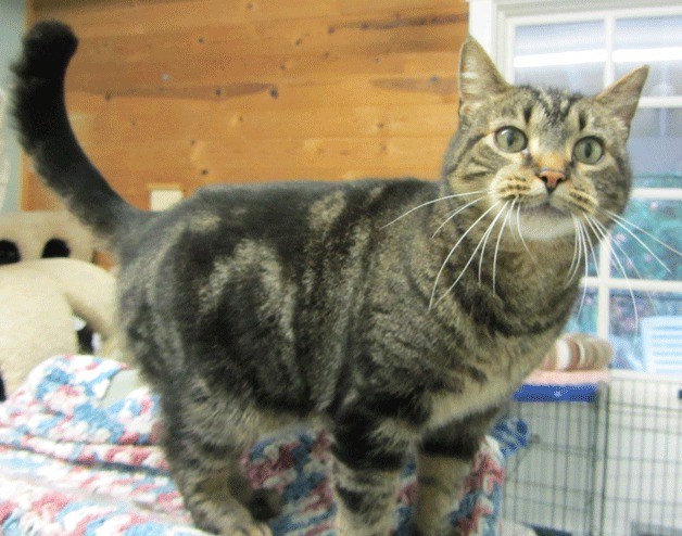 Rowdy the cat is ready to come home with you.