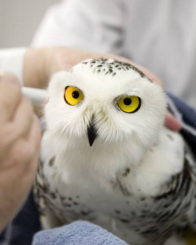 Photographer Robin Purcell's image of a snowy owl under treatment at Bainbridge's West Sound Wildlife Shelter. Purcell's exhibit of photography from the shelter is on display at Blackbird Bakery this month.