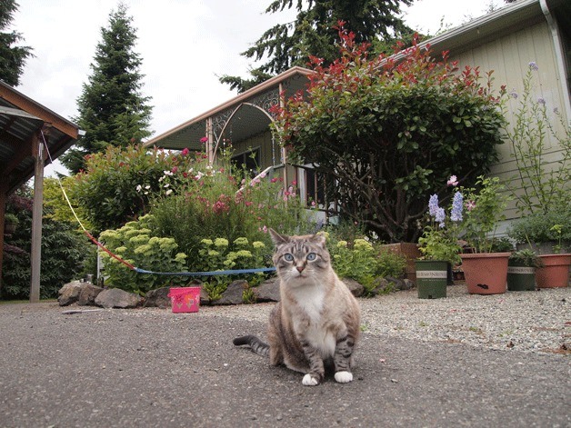 Bobo hangs out in front of his home at the Islander Mobile Home Park in Winslow.