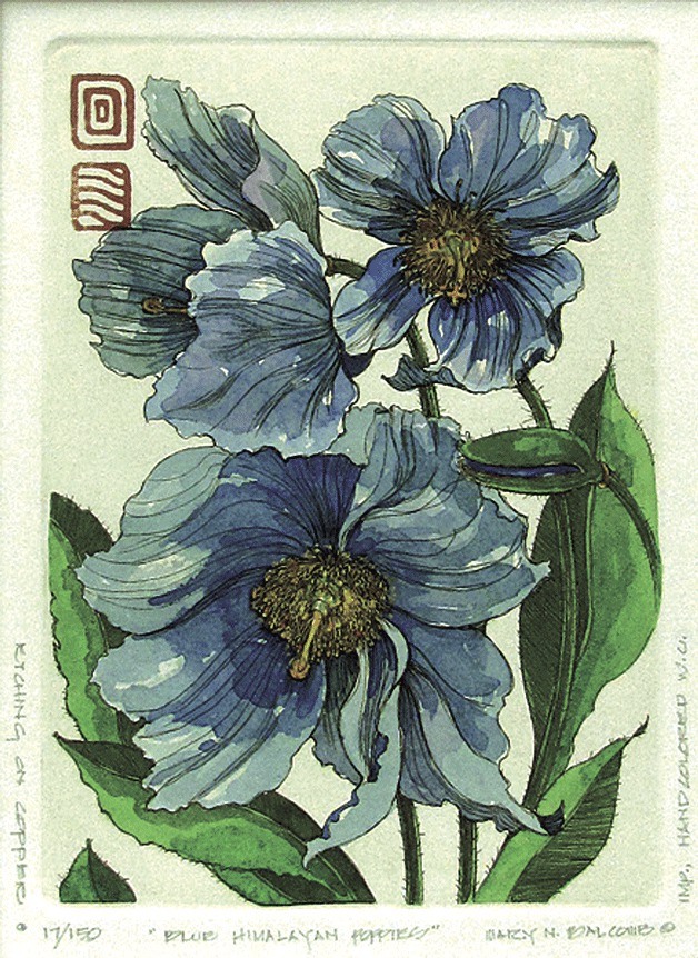 Mary Balcoomb’s “Blue Himalayan Poppies.”