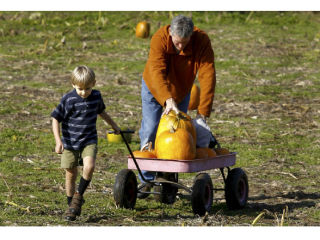 Monday was pumpkin gathering day for the Grossberg family as Alan and son Miles wheeled their picks to the car Monday. Day Road Farms opens up annually for U-Pick pumpkin harvesting. The farm also has a hay-bale maze