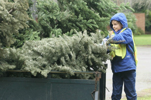Boy Scout Troop 1564 will collect Christmas trees to recycle on Saturday