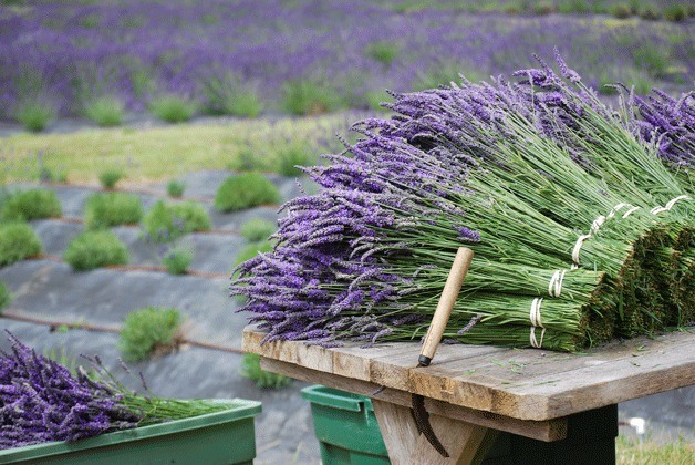 Pelindaba Lavender cultivates 25