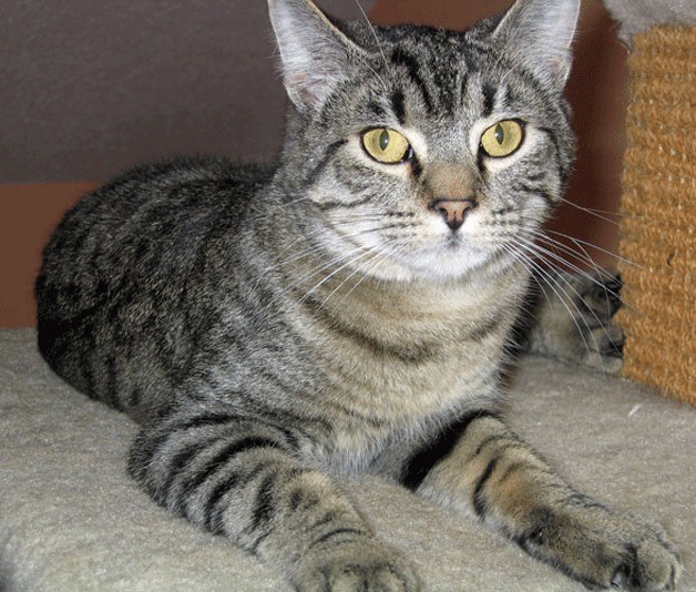 Harley is a 1-year-old shorthaired brown tabby.