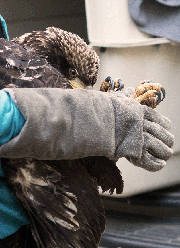 Six extremely ill eagles were brought to the West Sound Wildlife Shelter after the fed off a poisonous horse carcass.