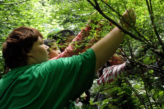 Students of Team Ravine pick huckleberries to snack on while hiking in the woods at IslandWood. It is in stark contrast to the jobs their parents have picking fruit. In IslandWood’s “Voices from the Field” program last week