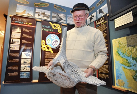 Bainbridge Island Historical Museum curator Rick Chandler holds an orca bone that is part of the “Whales in our Midst” exhibit.
