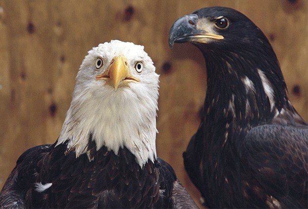 Eagles often come in for care to the West Sound Wildlife Shelter.