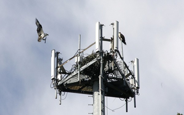 An osprey prepared to land on a nest built on top of a cell phone tower.