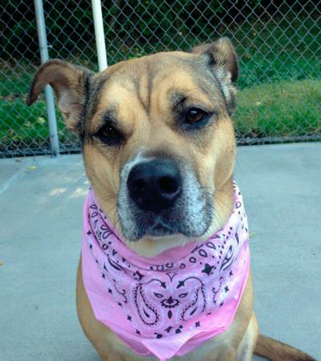 Sammie is a 6-year-young Pit Mix.