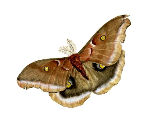 'Moth