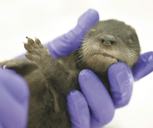 A volunteer at West Sound Wildlife Shelter holds a baby otter that was rescued after its mother was killed.