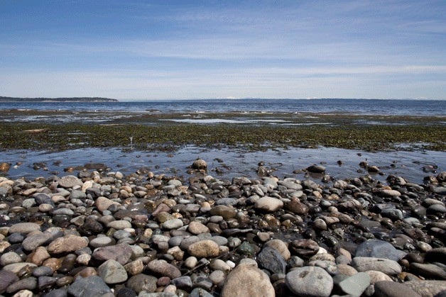 The Bainbridge Island shore at low tide.