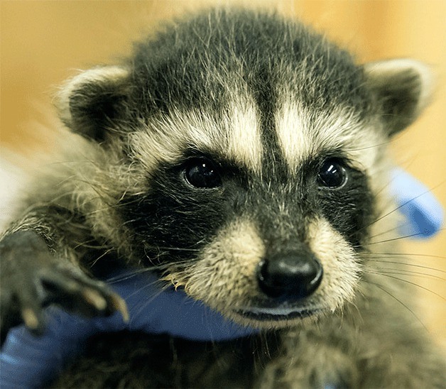 A baby raccoon is treated at the West Sound Wildlife Shelter.