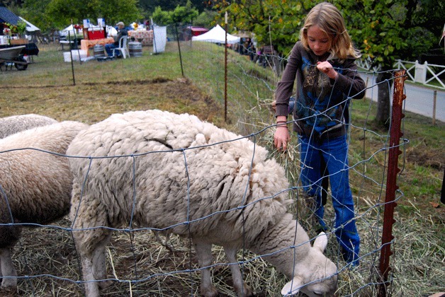 It's a known tradition that autumn on Bainbridge Island doesn't begin without its bounty of local harvest. This year was no different. Bainbridge islanders of all ages came out Sunday for the 27th annual Harvest Fair at Johnson Farm. Activities ranged from cider pressing and a pie contest to sheep sheering demonstrations.