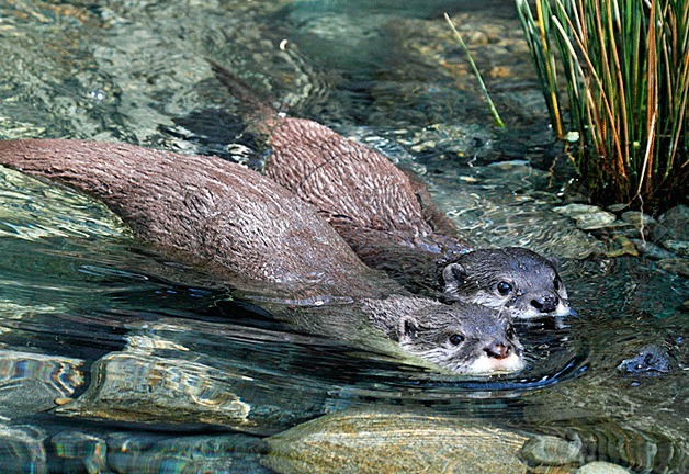 Hanah Deets helped name the Woodland Park Zoo’s new pair of Asian small-clawed otters