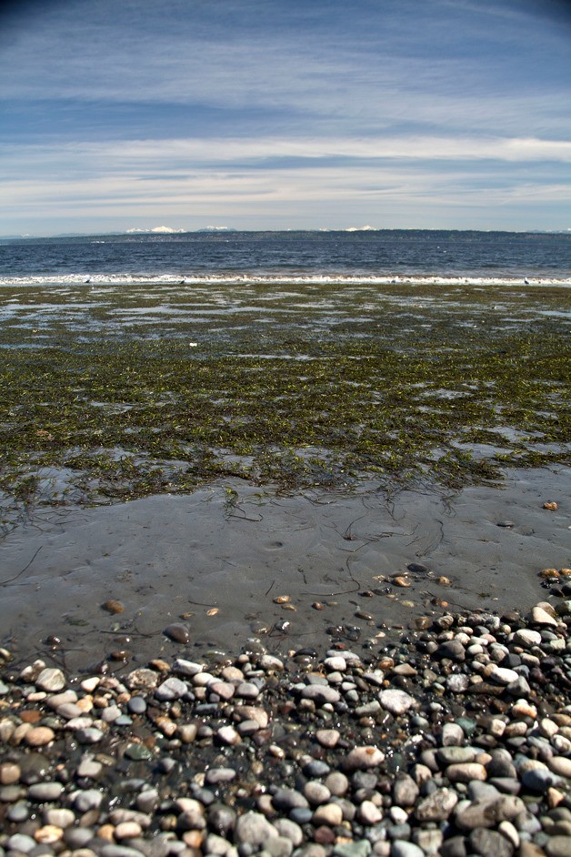 The shoreline of Bainbridge Island at low tide.
