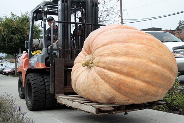 The yearly giant pumpkin delivery - this year’s titan weighing 1
