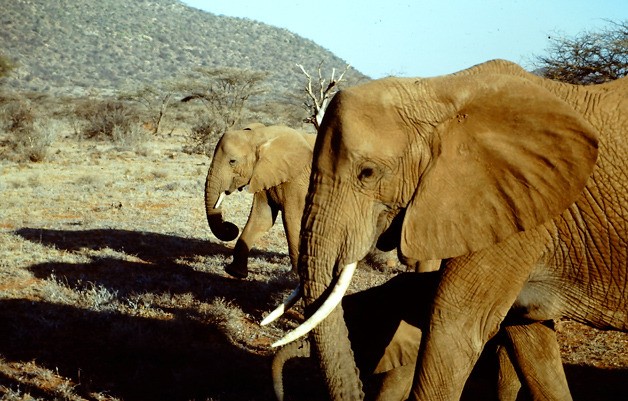 Grant and Barbara Winther will talk about the East African Wildlife Society  at the next Travelogue on June 15 at the Bainbridge Public Library.