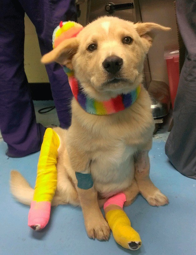 Fozzie is shown with hind leg splints after he received medical care by the Kitsap Humane Society.