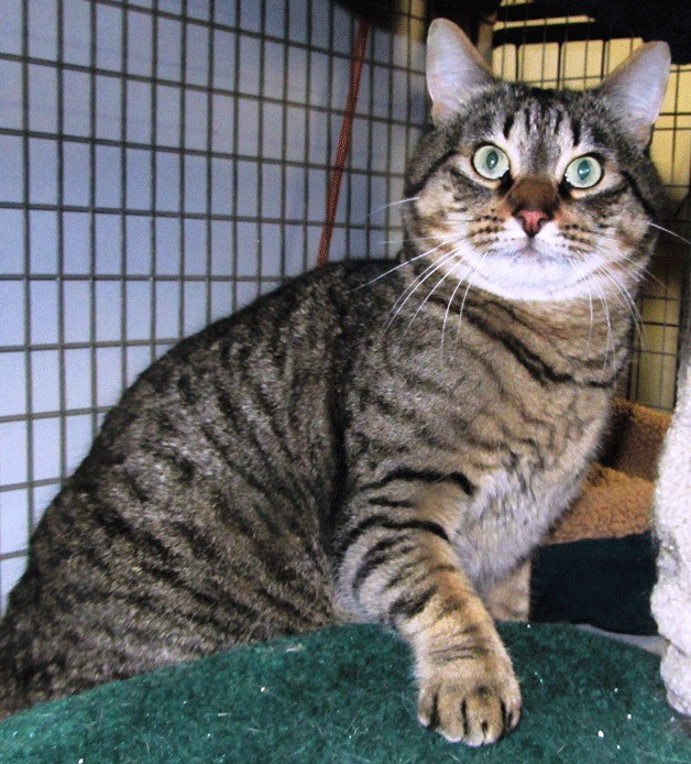 Stryker the cat is ready to go home with you.