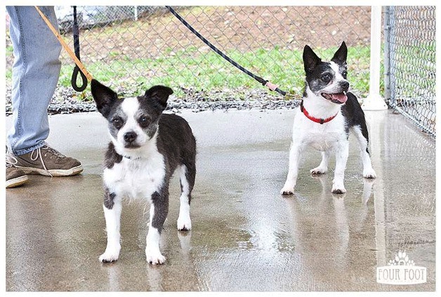 Nikki and Meekee are small Boston terrier mix sisters.