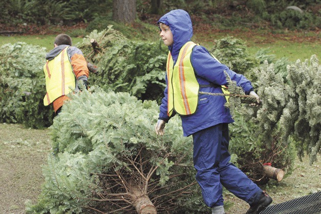 Scouts Tyler Pickett and Ben Warga unload Christmas trees for recycling at the American Legion Post on Saturday.