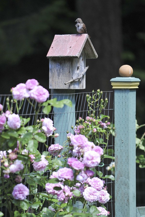 Birds are regular visitors to Hajni and Marc Joslyn's garden. Even more visitors will enjoy the two-and-a-half acre property during the 2010 Bainbridge in Bloom garden tour.