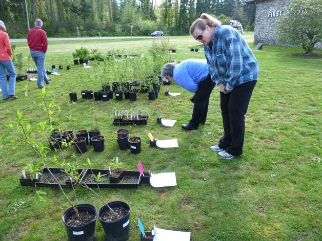 Islanders check out the selection of native plants at last year's sale.