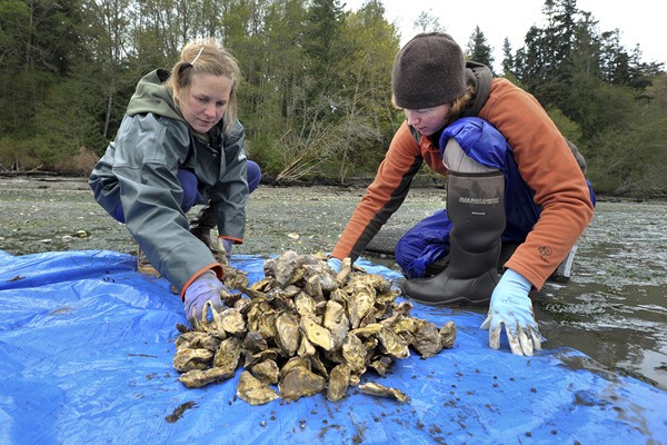 Morgan Rohrbach and Jo Myers prepare to seed Madison Bay Petites (oysters)  at the shellfish farm near Bloedel Reserve.