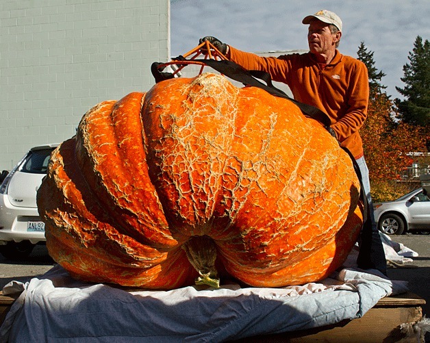 Pumpkin farmer Joel Holland stands next to the largest pumpkin ever grown in the state after its delivery to Johansson-Clark Real Estate on Bainbridge Island Wednesday.