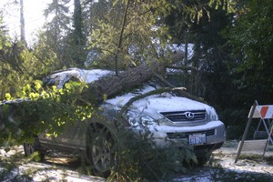 A tree toppled onto a Lexus’ front window Monday evening. No one was injured.