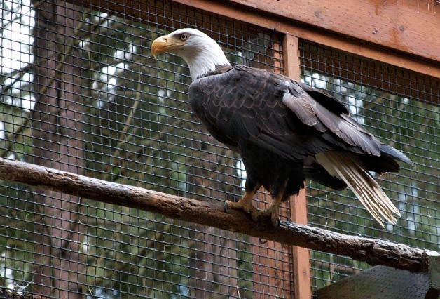 West Sound Wildlife Shelter will release an eagle that has been nursed back to health back into the wild on Sunday.