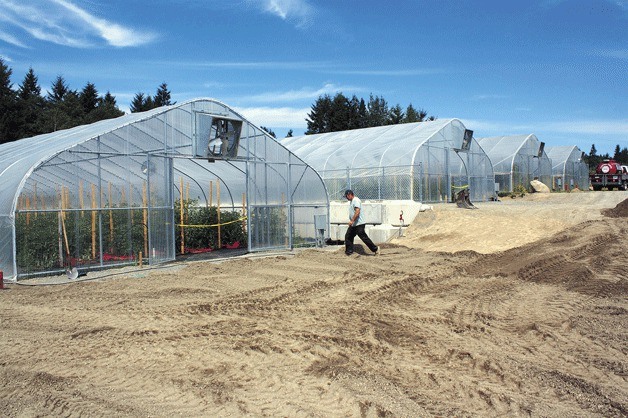 Manager of MiddleField farm Brian MacWhorter passes in front of the four greenhouses