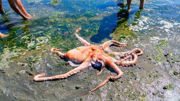 Beachgoers at Lytle Beach gather around an octopus that came ashore.