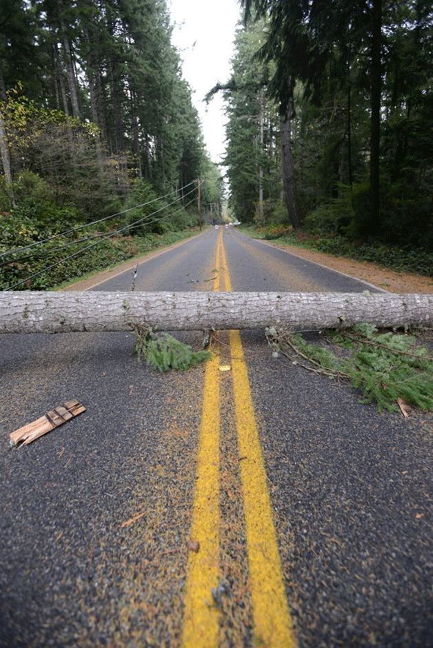 A fir tree blocks Miller Road during Saturday's windstorm.