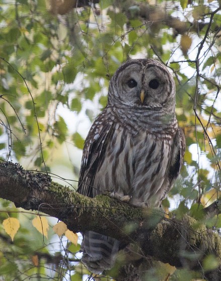 A barred owl at West Sound Wildlife Shelter