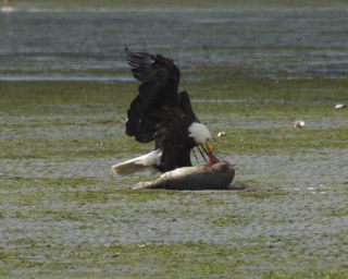 A bald eagle feeds on a dead seal pup that was stranded at low tide Monday off of Murden Cove.