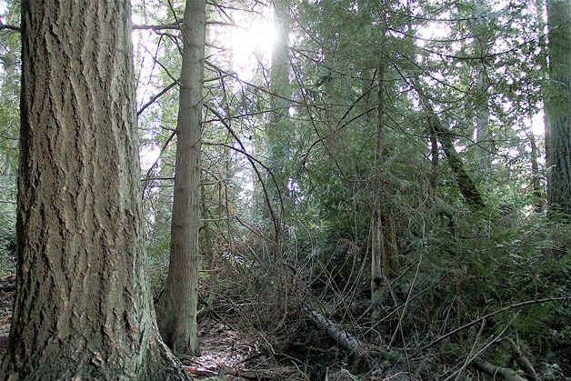 The forested area of the Suzuki property includes Douglas fir trees more than a century old.