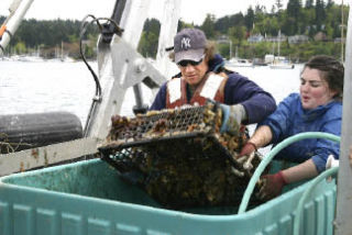 Brian Allen and Kaza Ansley shake oysters into a tote at Queen City marina.