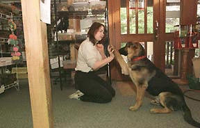 Paws and Fins owner Wiccan York-Patten gets a high-five from 6-month-old German shepherd Gabe