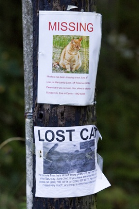 Signs for missing pets are posted on a telephone pole in Meadowmeer.