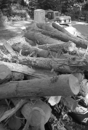 A pile of cut trees lies near a logged “no-cut” buffer at a new Ferncliff Avenue housing development. The tree removal violated city rules.