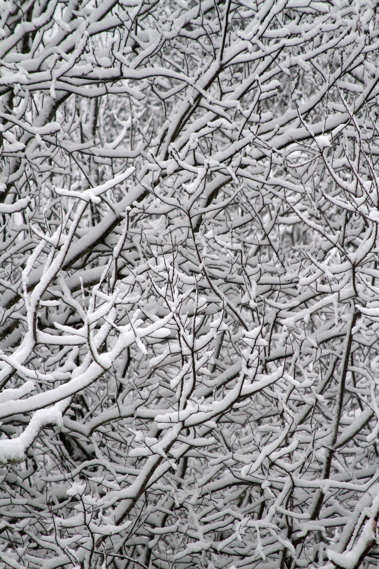 Snowbound Bainbridge — our favorite photos from the blizzard | GALLERY